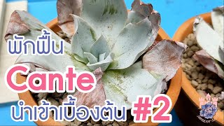 แนะนำมือใหม่ : พักฟื้น #กุหลาบหิน Echeveria Cante เบื้องต้น