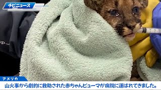 [アニマルレスキュー] 山火事から劇的に救助された赤ちゃんピューマ