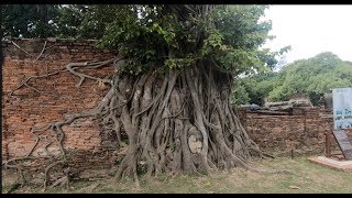 🇹🇭泰國大城府一 天遊🇹🇭🙏Thailand Ayutthaya day trip🙏🇹🇭