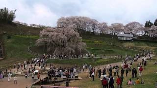 三春滝桜　2014年4月22日 午後1時 #1