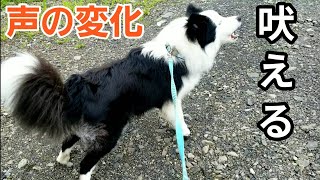 犬の鳴き声【生後2〜11ヶ月の声の変化】ボーダーコリー