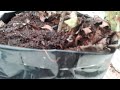 ഗ്രോ ബാഗിലെ ജലസേചനം grow bag watering tips