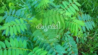 ഗ്രോ ബാഗിലെ ജലസേചനം - grow bag watering tips