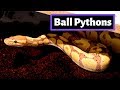 Ball Pythons Are The Perfect Pet Reptile