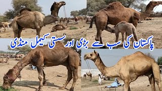 Largest Camel Mandi Pakistan