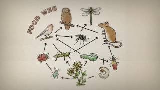 Why are insects important?
