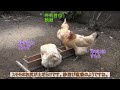 砂浴びするニワトリ～庭で放し飼いの名古屋コーチン雌鶏はダニ駆除の衛生習慣～