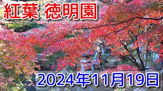 【紅葉 徳明園】群馬県高崎市 2024年11月19日