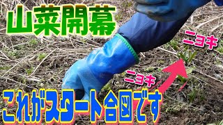 【2024】山菜採りのサインは！これを見れば一目瞭然！