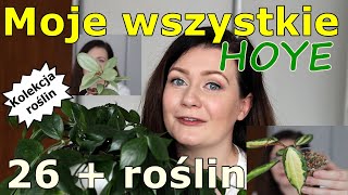 💚💚 Moja kolekcja HOYI 😍 długi ROŚLINNY przegląd wszystkich hoyi 💚 opowiadam 💚oglądamy dużo roślin 💚