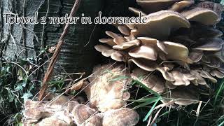 1 minuut natuur: Reuzenzwam - Giant polypore - Polypore géant - Der Riesenporling