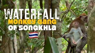 Waterfall Monkey GANG of SONGKHLA, Thailand