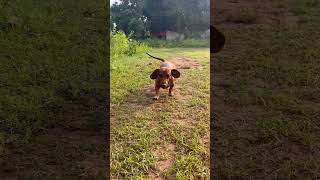 😂🐶🦮எப்போ பாரு சோறு சோறு / kulla pandi funny video / dog love