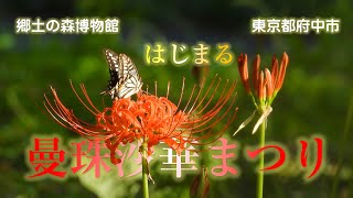 「曼珠沙華まつり」始まる　郷土の森博物館　2024  　東京都府中市