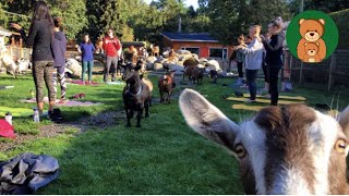 EP#32 | ANIMAL FARM TOUR at North Vancouver Maplewood Farm 4K | Mom and Baby Stroll