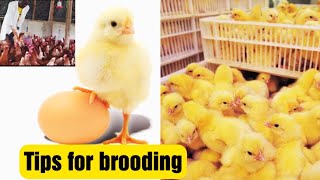 Day Old chicks brooding tips / guidelines for beginners