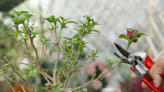 三角梅开花了，为什么还要剪掉？花友看完，回家立马剪了！