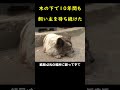 帰ってこない飼い主を10年間も待ち続けた犬！