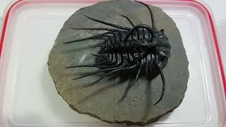 초특급 퀄리티의 삼엽충 디크라누루스 화석 (Dicranurus trilobite fossil)