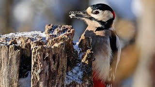 Aug in Aug mit Buntspecht und Artgenossen / Face to face with woodpecker and conspecifics