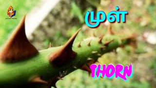 # 3:சுகமாகுங்கள், சுகமாக்குங்கள்:   முள் - Thorn