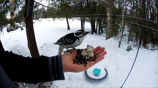 Ewan Dobson - Female Hairy Woodpecker - March 12th 2019