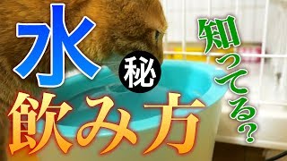 猫の水の舐め方(飲み方)ご存知ですか？茶トラ猫マロンをスローカメラで撮影してみた！