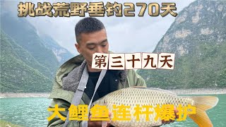 挑戰連續野釣270天第39天發窩啦，魚情暴躁 大鯉魚連桿爆護