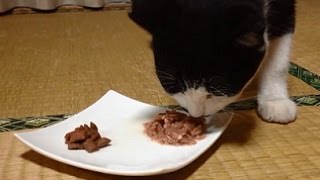 白黒ちゃん：『朝食のメインは、カルカンパウチ』【Cat breakfast】