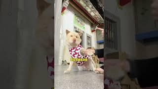 好好好 恼羞成怒开始骂人了中华田园犬 潮汕土狗