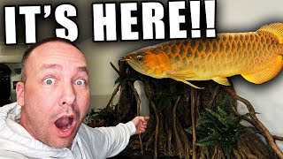 The 2,000G MONSTER AQUARIUM is getting a makeover! The king of DIY