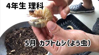 4年生理科　5月　カブトムシ（よう虫）