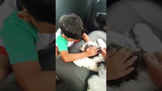 പിക്കുവിനു വാക്സിൻ ഇഞ്ചക്ഷൻ നൽകി💉💉Piku got VACCINATION SHOT💉💉 #viral #shortvideo