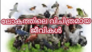 ഇരു തലയുള്ള പാമ്പ് മുതൽ വിസ്മയിപ്പിക്കുന്ന ജീവികൾ