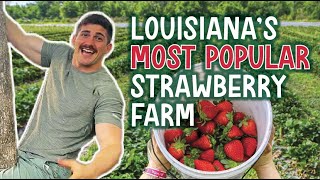 Discovering Louisiana's Strawberry Season: Louisiana Outdoor Fun at Mrs. Heather's Strawberry Farm