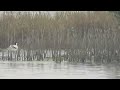 鰲鼓濕地賞鳥 4 細雨中的黑面琵鷺 4