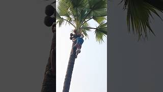 Thati Kallu | Palm Milk | Toddy Tree | Kallu Geethanjali Ela #shorts