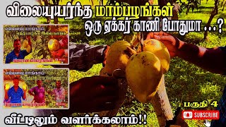 #Mangocultvation|ஒருவர் எத்தனை மரக்கன்றுகளை பராமரிக்க முடியும் #tjcmango#தொம்னேசிமா