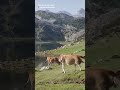 Covadonga Lake , Asturias #covadonga #cowvideos #paraiso