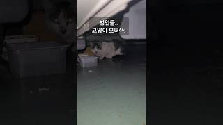 결국 지하주차장에서 쫓겨난 고양이 모녀ㅠㅠ