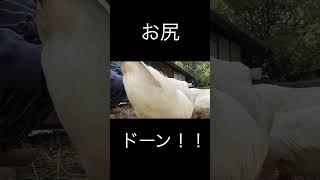 アヒルのお尻が…#アヒル