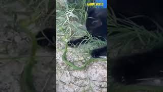 Black Panther vs Snake 🐍 #shorts #animals #panther