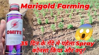 35 Days Marigold 1St Spray | गेंदे मे पहेली बार कोनसी दवाई का स्प्रे किया और kyu? 😱