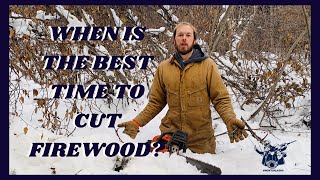 People Think We Are Crazy For Cutting Our Firewood In The Winter | This Is Why We Do It