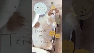 trick a treat🍭🍬🍪🍫🍩　おやつください🐱　#shorts#猫動画 #ハロウィン#可愛い猫