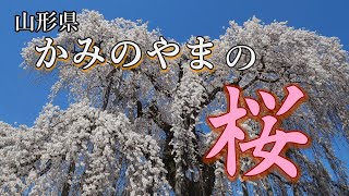 かみのやまの桜【山形県】