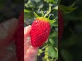 大阪市内【いちご狩り】いちご おもしろ動画 　strawberry　イチゴ狩り　デートスポット　チャレンジ　よつぼし　章姫　まりひめ　苺　おすすめ　大阪いちご狩り