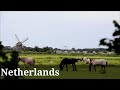 windmills and horses in lisse shorts