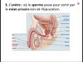 ch4 organes reproducteurs