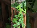 桃樹，白鶴芋，樟樹，園區內植物 foryou nature fallflowers garden fall travel 新竹